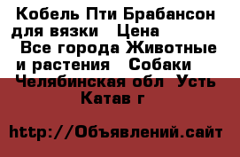 Кобель Пти Брабансон для вязки › Цена ­ 30 000 - Все города Животные и растения » Собаки   . Челябинская обл.,Усть-Катав г.